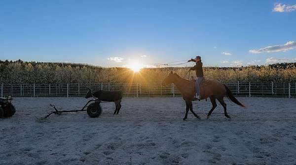 barrel-quarter-horse