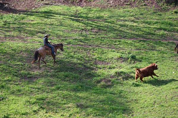 barrel-racing-quarter-horse