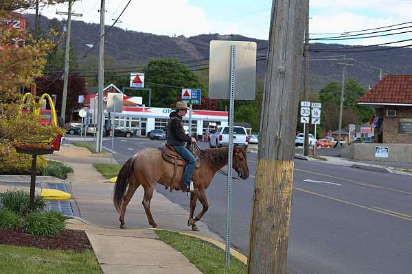 beginner-quarter-horse