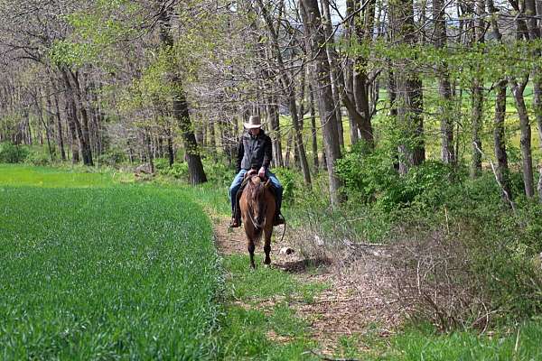calf-roping-quarter-horse