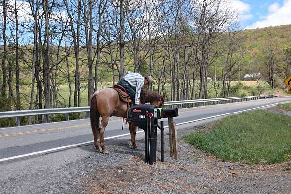 husband-safe-quarter-horse