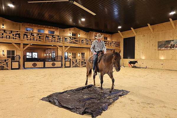 kid-safe-quarter-horse