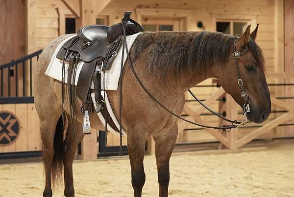 performance-quarter-horse