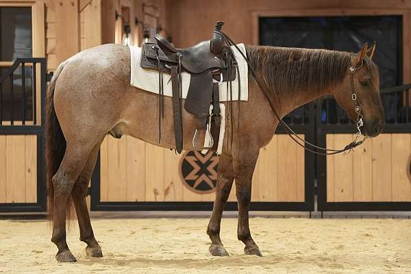 ranch-quarter-horse