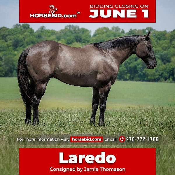 all-around-quarter-horse
