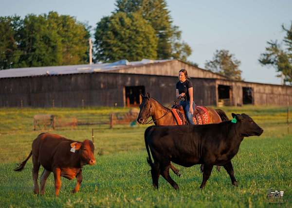 trail-quarter-horse