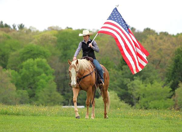 barrel-quarter-horse
