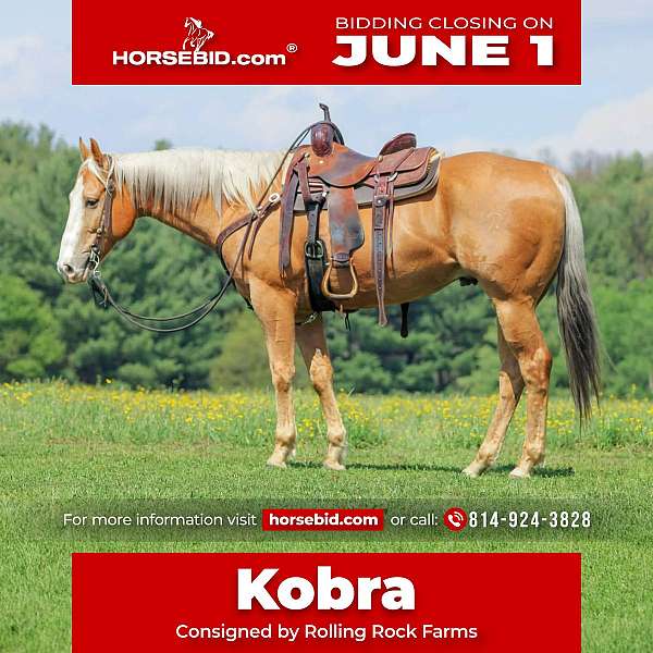 all-around-quarter-horse