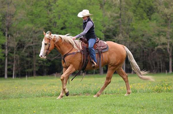 athletic-quarter-horse