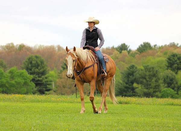 flashy-quarter-horse