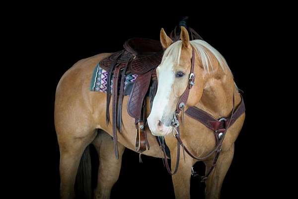 husband-safe-quarter-horse