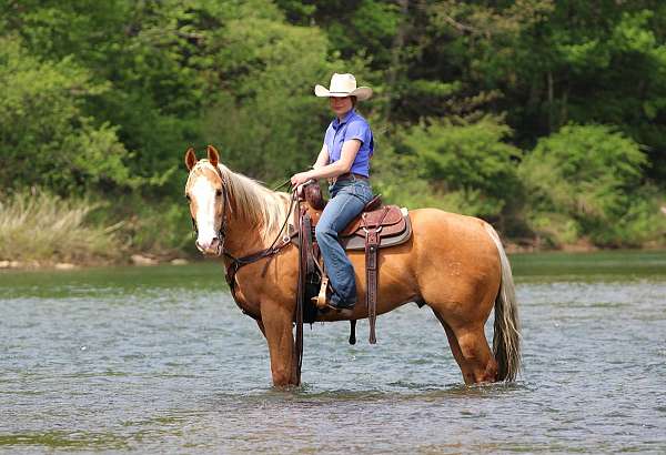 performance-quarter-horse