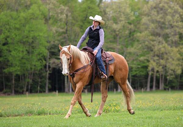 roping-quarter-horse