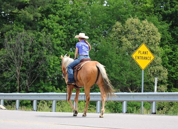 show-quarter-horse