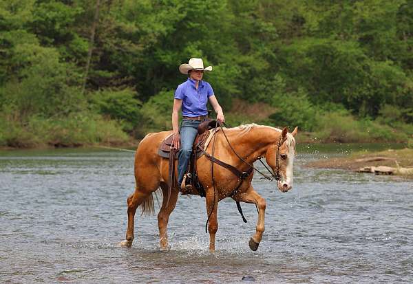 trail-quarter-horse