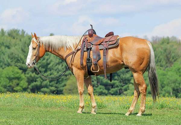 trail-riding-quarter-horse