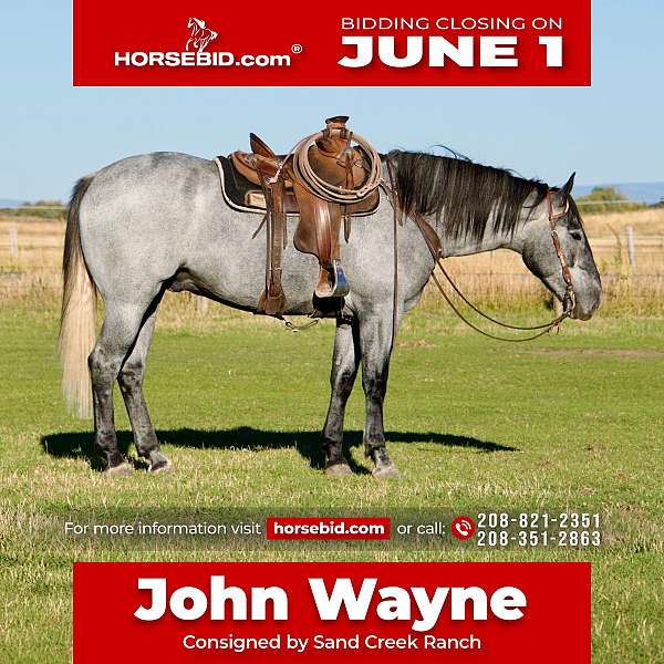 all-around-draft-horse