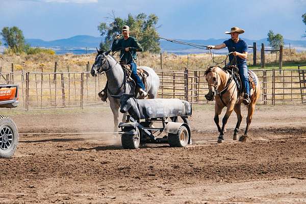 cross-draft-horse