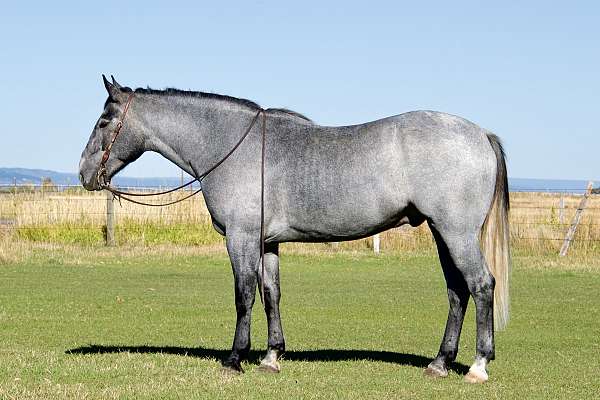 draft-horse