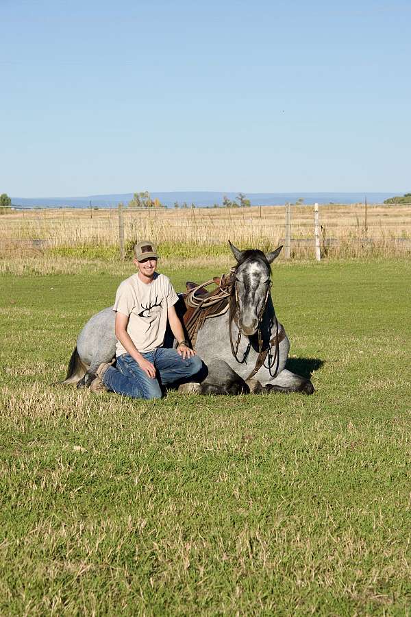 athletic-draft-horse