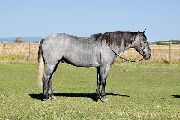 flashy-draft-horse