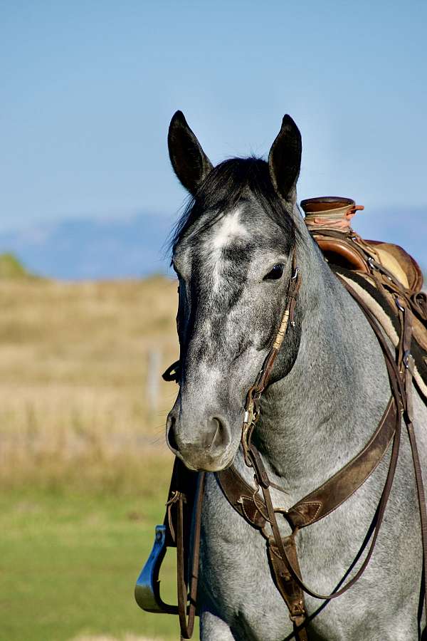 husband-safe-draft-horse