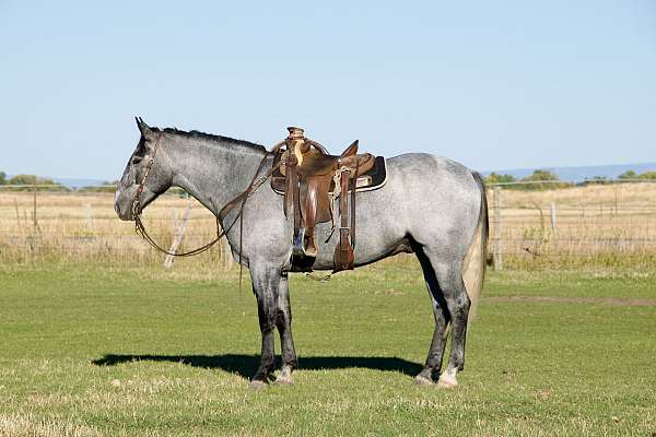 jumping-draft-horse