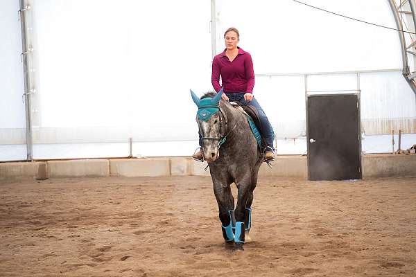 hunter-jumper-draft-horse