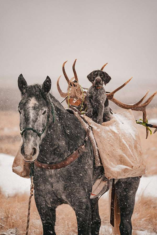 ranch-draft-horse
