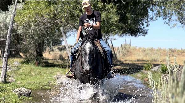 ridden-english-draft-horse