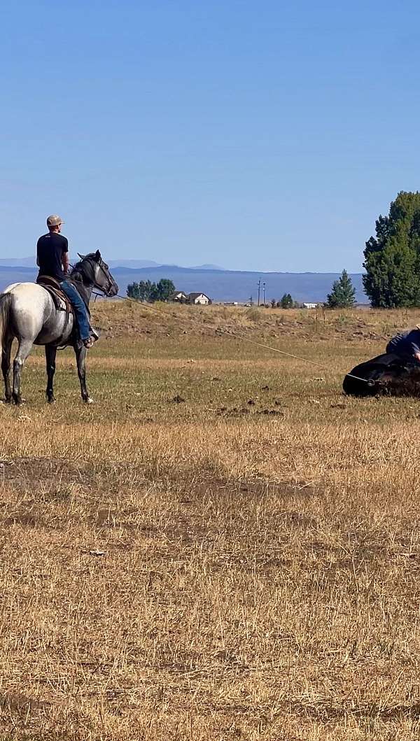 ranch-work-draft-horse