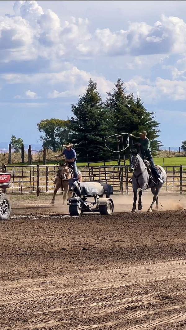 ridden-western-draft-horse