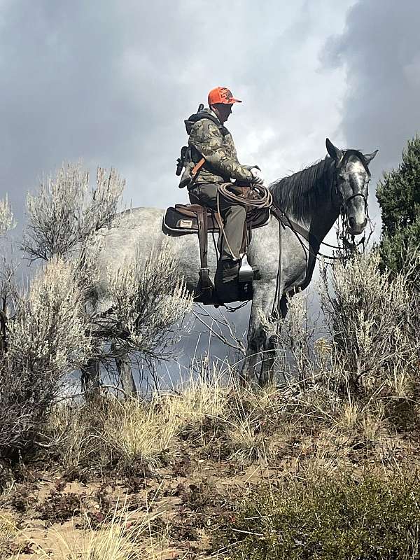 roping-draft-horse