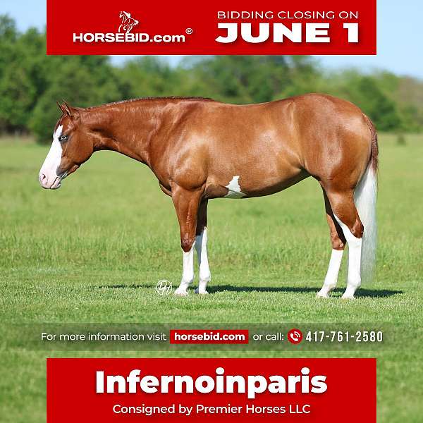 all-around-quarter-horse