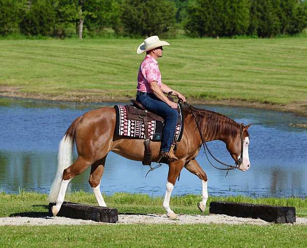 athletic-quarter-horse