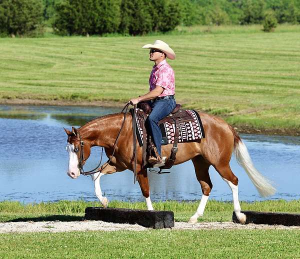 breeding-quarter-horse