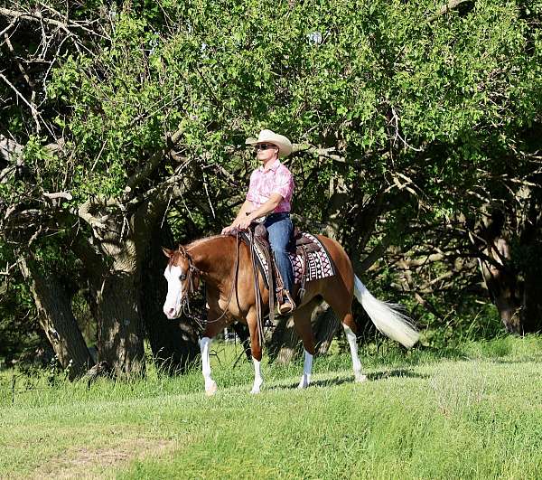 flashy-quarter-horse