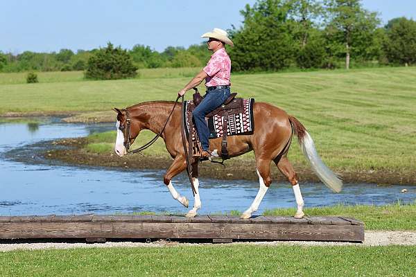 performance-quarter-horse