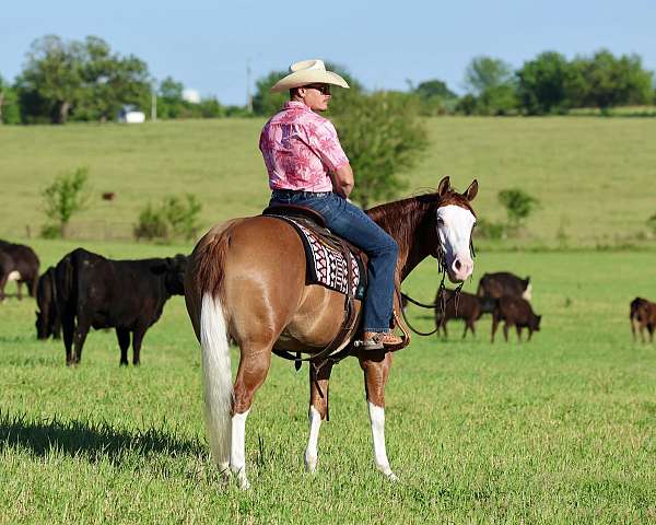 ranch-versatility-quarter-horse