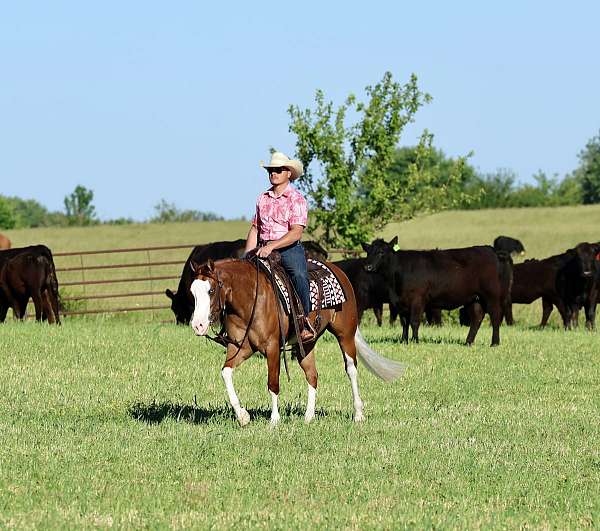 ranch-work-quarter-horse