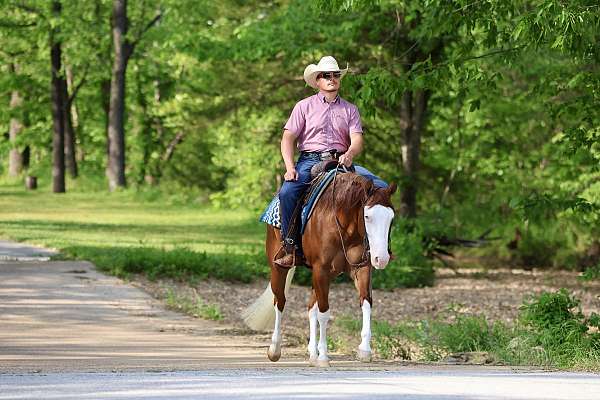 reining-quarter-horse