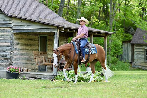 show-quarter-horse