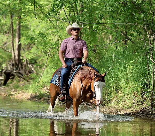 trail-quarter-horse