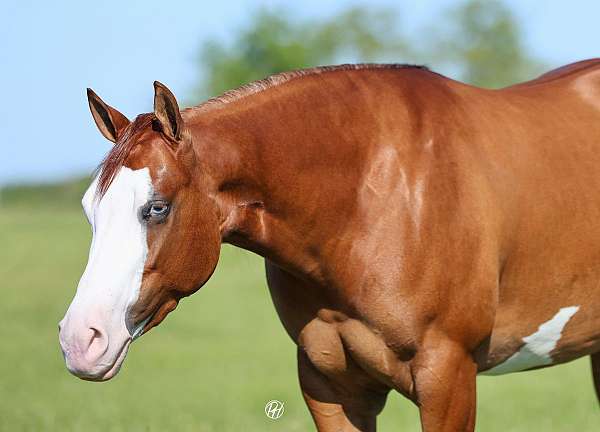 trail-riding-quarter-horse