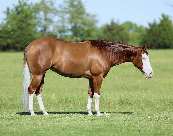 western-riding-quarter-horse