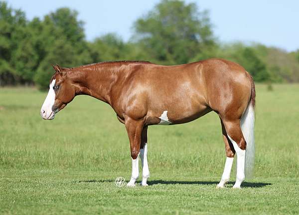 working-cattle-quarter-horse
