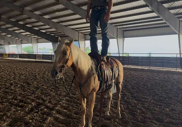 beginner-quarter-horse