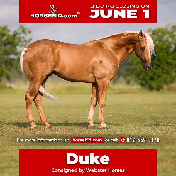 all-around-quarter-horse