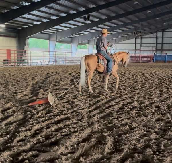 athletic-quarter-horse