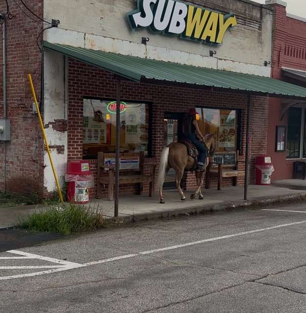 husband-safe-quarter-horse